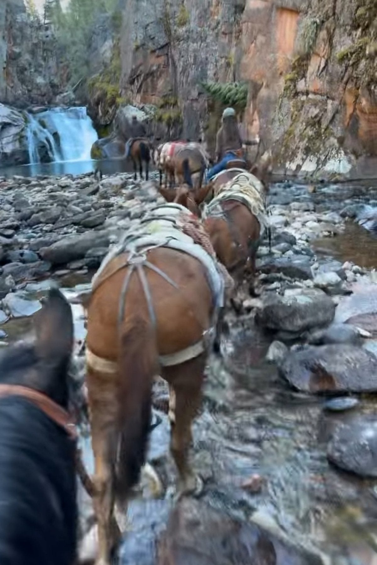 Broken Hart Adventures pack string in the mountains of Montana